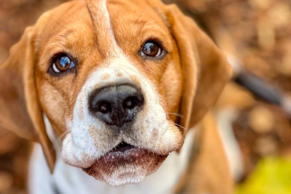 Arthur the Beagle