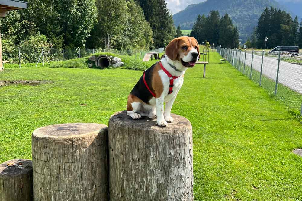 Alpen mit Hund