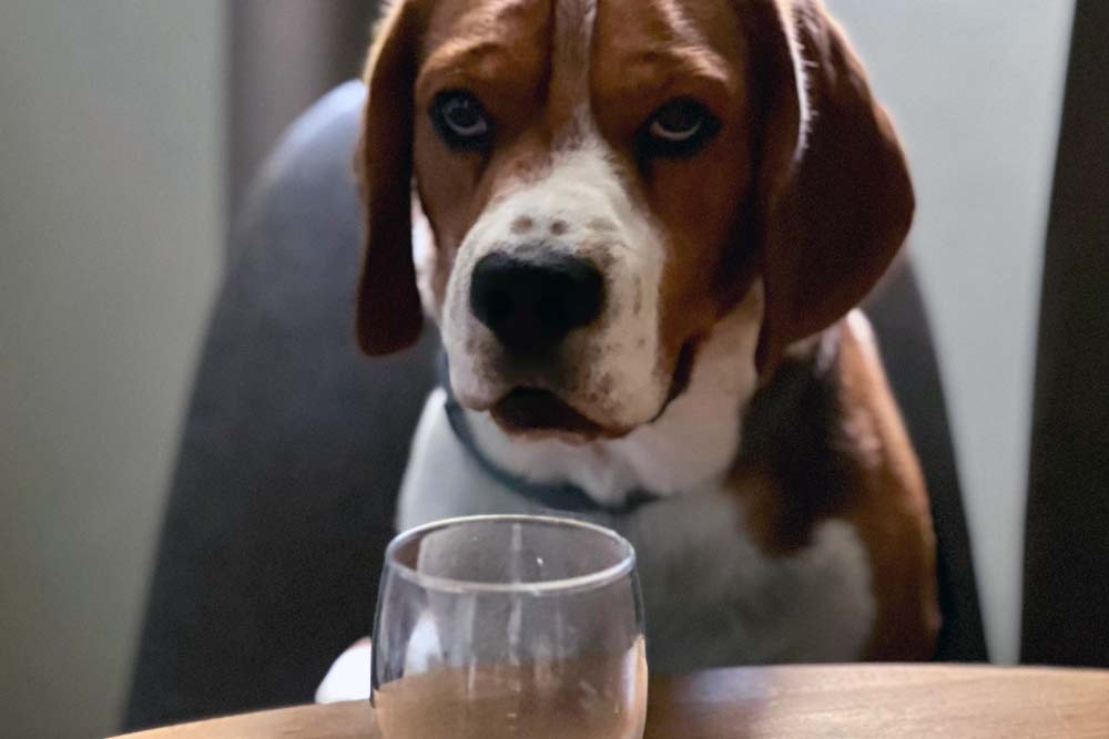 Spanien & Frankreich mit Hund